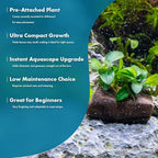 SubstrateSource Live Planted Decor - Anubias Nana Petite (Anubias barteri VAR. Nana 'Petite') on Nano Driftwood - Low to Moderate Light, Deep Green Rounded Leaves, Foreground Tank Placement - 5 Pack