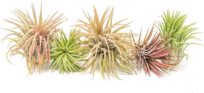 Air Plant Shop 10 Pack XL Tillandsia Ionantha Rubra- Wholesale and Bulk - Succulents - Live Tillandsia - Easy Care Indoor and Outdoor House Plants