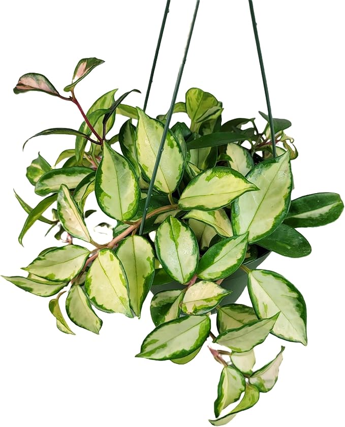 Tricolor Hoya Krimson Princess Available in 2",4", & 6" Pot, Hoya Carnosa Vareiagata, Live Hoya Plant(6" Pot with Multiple Plants)