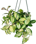 Tricolor Hoya Krimson Princess Available in 2",4", & 6" Pot, Hoya Carnosa Vareiagata, Live Hoya Plant(6" Pot with Multiple Plants)