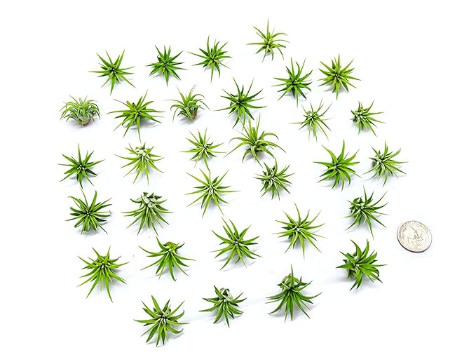 Fairy Garden Tillandsia Air Plants Live Indoor Plants (50PK), Terrarium Plants Live Houseplants Fairy Garden Accessories, Live Plants Indoor Fairy Garden Kit, Air Plant Lover Gifts by Plants for Pets