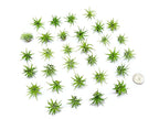 Fairy Garden Tillandsia Air Plants Live Indoor Plants (75PK), Terrarium Plants Live Houseplants Fairy Garden Accessories, Live Plants Indoor Fairy Garden Kit, Air Plant Lover Gifts by Plants for Pets