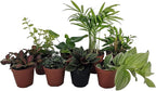 Terrarium & Fairy Garden Plants - 8 Plants in 2" pots