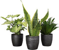 Thorsen's Greenhouse Low Light Houseplant Set, Easy Care Plants, Set of 3 Plants, Live Indoor Plants, 4" Diameter, Classic Pots (Brushed Silver)