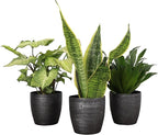 Thorsen's Greenhouse Low Light Houseplant Set, Easy Care Plants, Set of 3 Plants, Live Indoor Plants, 4" Diameter, Classic Pots (Brushed Silver)