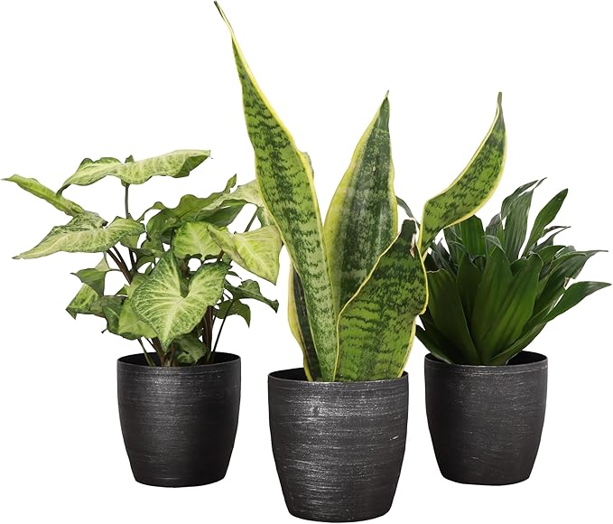 Thorsen's Greenhouse Low Light Houseplant Set, Easy Care Plants, Set of 3 Plants, Live Indoor Plants, 4" Diameter, Classic Pots (Brushed Silver)