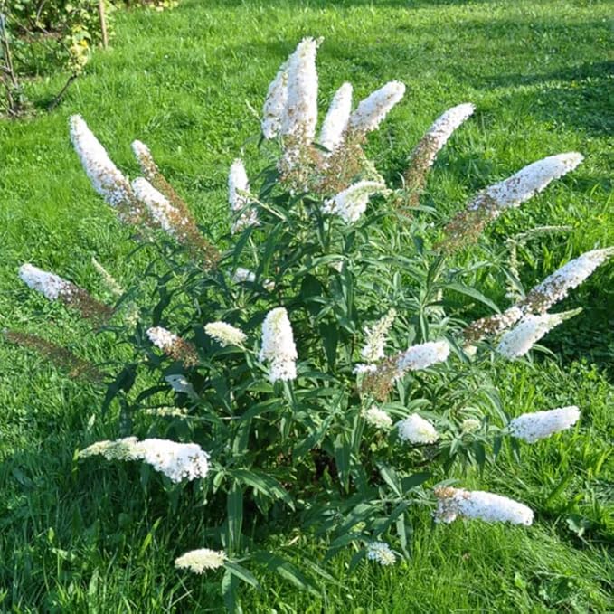 White Butterfly Bush Live Shrub Plant Shrub, Buddleia Bush Well Rooted, 5 to 10 Inc Tall