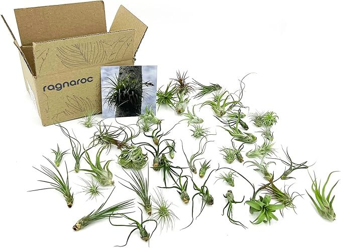ragnaroc Air Plants Bulk - Tillandsia Variety Wholesale Pack, Regular 1-3" - 50ct - Live Arrival Guaranteed - House Plants for Home Decor & Gift