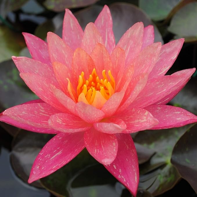 Nymphaea Wanvisa Red Hardy Water Lily 1 Rhizome Live Aquarium Plant BUY2GET1FREE