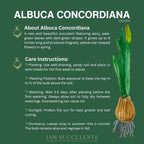 Albuca concordiana – Rare Spiral Albuca Bulb – Unique Curly Leaf Succulent – Easy Care Indoor/Outdoor Plant – One Bulb/Plant Only – Grown from California-Based Nursery – by 1am Succulents
