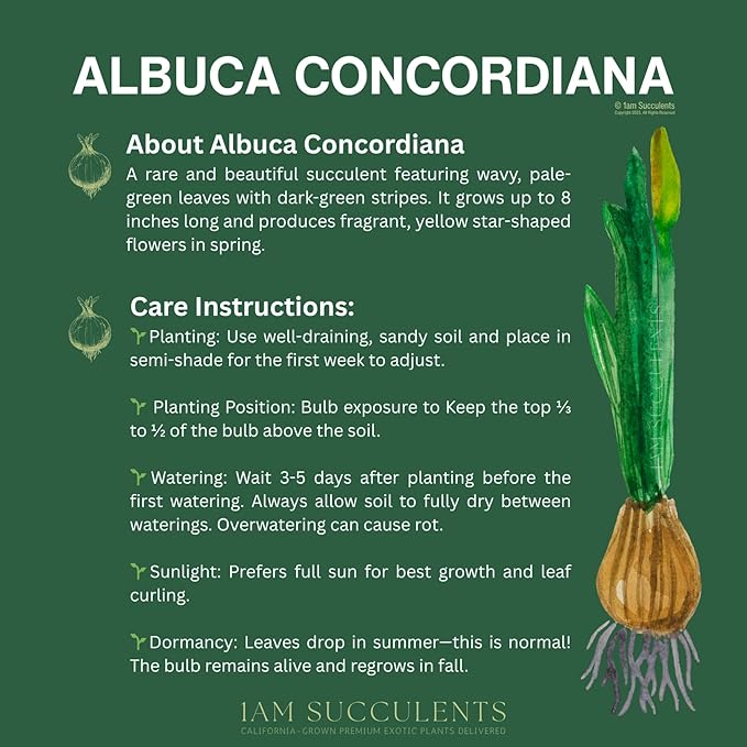 Albuca concordiana – Rare Spiral Albuca Bulb – Unique Curly Leaf Succulent – Easy Care Indoor/Outdoor Plant – One Bulb/Plant Only – Grown from California-Based Nursery – by 1am Succulents