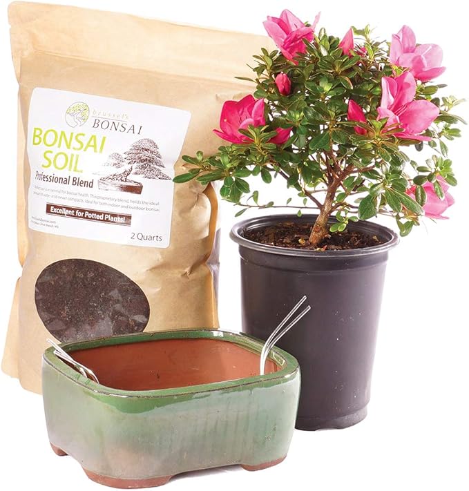 Brussel's Bonsai - Live Satsuki Azalea Bonsai Tree Kit, Outdoor Flowering Bonsai Tree Live Plant with Ceramic Pot and Soil, Easy Care Bonsai Starter Kit for Patio Garden (Medium)
