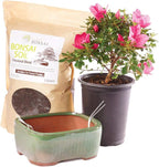 Brussel's Bonsai - Live Satsuki Azalea Bonsai Tree Kit, Outdoor Flowering Bonsai Tree Live Plant with Ceramic Pot and Soil, Easy Care Bonsai Starter Kit for Patio Garden (Medium)