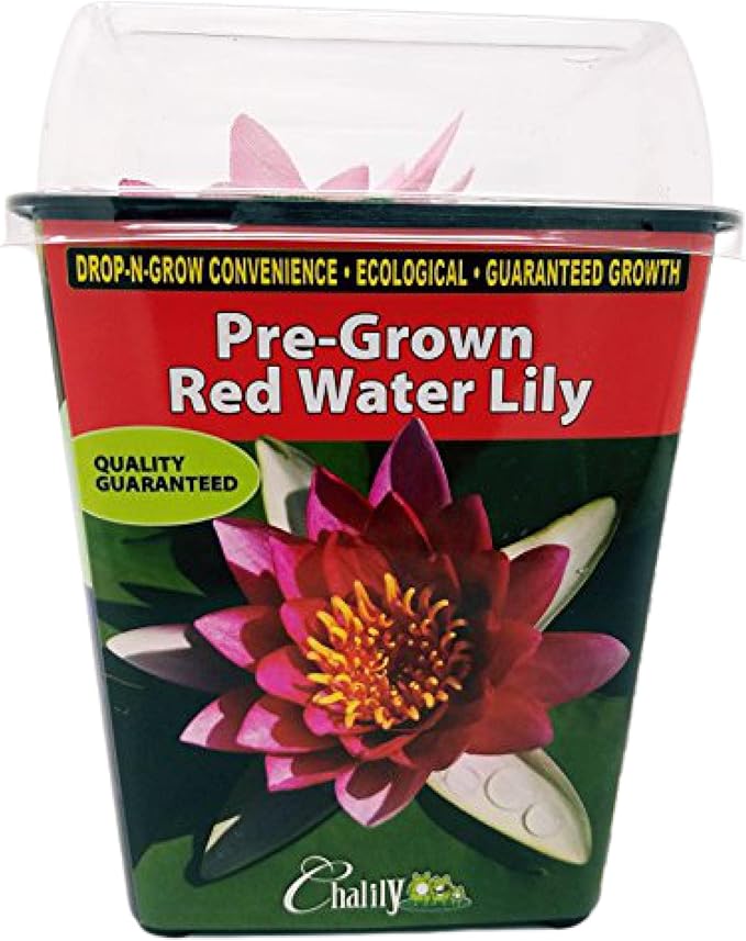 Chalily Water Lily Aquatic Plants Live Lilies Real Small or Big Pond Plant Lilly Ponds Cold Hardy Pads Grow waterlillies Flowering rhizomes Outdoor lilys Waterlily Lillies pre Grown lillys pad RED