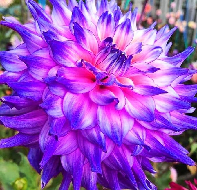 100+ Rare Mix Color Dahlia Pompon Flower Seeds Heirloom Variabilis Beautiful Annual for Planting Outdoor Gardens Yards