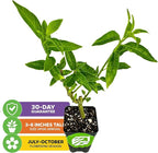 Night Blooming Jasmine Live Plant - Cestrum nocturnum by Wellspring Gardens - Starter Plant (2-Pack)