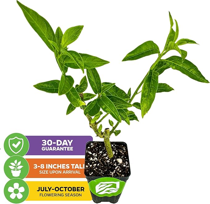 Night Blooming Jasmine Live Plant - Cestrum nocturnum by Wellspring Gardens - Starter Plant (2-Pack)