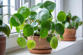 Chinese Money Plant - Live Indoor Plant in Grower Pot