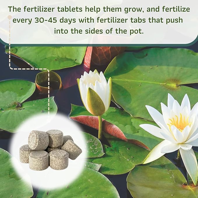 Mainam Mixed Colorful Hardy Water Lily Tuber Live Aquarium Plant for Freshwater Fish Pond Balcony Buy 2 GET Fertilizer Free (Orange Nymphaea Peaches & Cream)