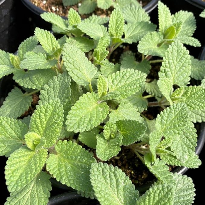 RedCrocus Whispurr Pink' Catmint Nepeta x faassenii, Bushy Perennial for Borders & Containers, Attracts Pollinators, Pet Safe, Drought Tolerant, Easy Care, 12 2 Gallon
