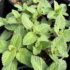 RedCrocus Whispurr Pink' Catmint Nepeta x faassenii, Bushy Perennial for Borders & Containers, Attracts Pollinators, Pet Safe, Drought Tolerant, Easy Care, 12 2 Gallon