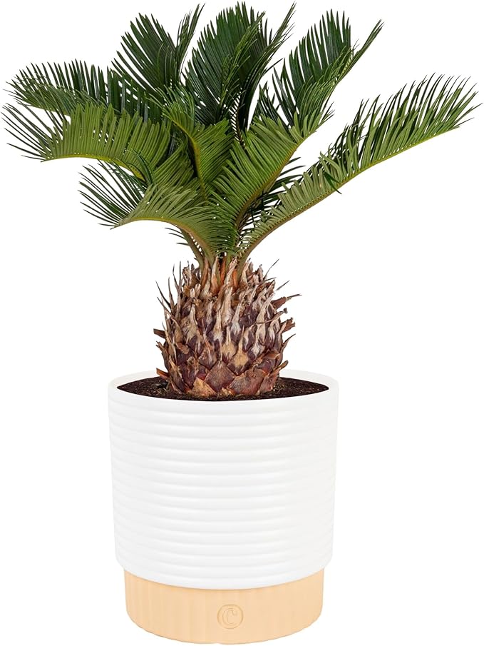Costa Farms Live Sago Palm, Easy to Grow Live Indoor Plant, Houseplant in Plant Pot, Home and Room Decor, 1 Foot Tall