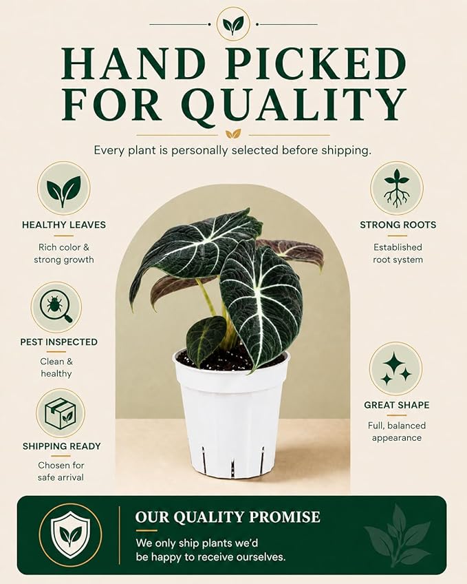 Alocasia Black Velvet Live Plant, Indoor Houseplant, Alocasia Plants Live Houseplants, Live Plants Gift, House Plant with Velvety Petals