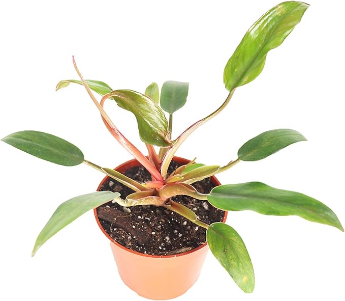 Philodendron Super Dwarf Red - 4'' from California Tropicals