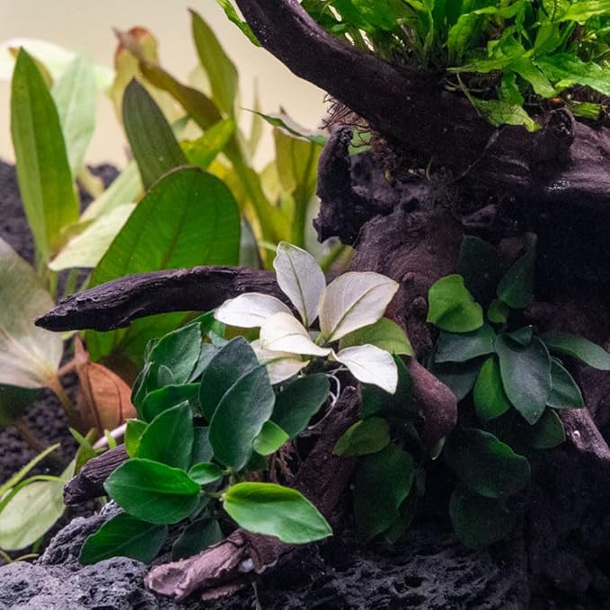 SubstrateSource Anubias Barteri White Broadleaf Rare Live Aquarium Plants - Freshwater Fish Tank Decorations