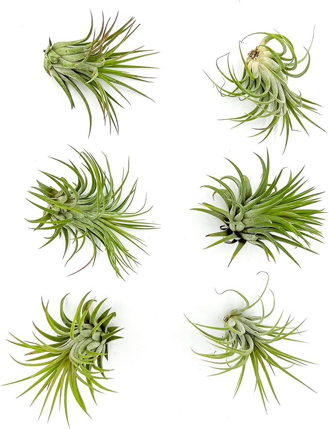 ragnaroc Air Plants - Tillandsia Ionantha Rubra, Regular 2-3" - 6ct - Live Arrival Gauranteed - House Plants for Home Decor & Gift