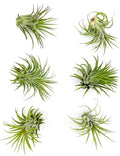 ragnaroc Air Plants - Tillandsia Ionantha Rubra, Regular 2-3" - 6ct - Live Arrival Gauranteed - House Plants for Home Decor & Gift