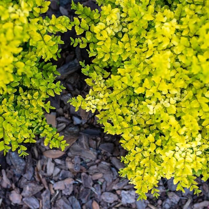 Brighter Blooms - Southern Living® Sunshine Ligustrum Shrub, 3 Gallon - No Shipping to AK, AZ, HI, OR, PA