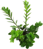6" ZZ Plant Zamioculcas Zamiifolia, ZZ Plants Live House Plants Indoors Live House Plants Indoors, Indoor Plants Live, Real Live Plants Indoor Plants Live Houseplants Live Indoor by Plants for Pets