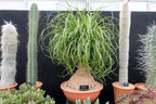Seeds Ponytail Palm/Elephant Foot Tree/Indoor/Perennial Tree