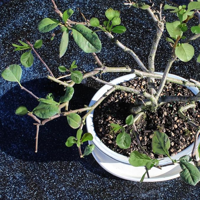 Flowering Quince with White 10" Ceramic Tray