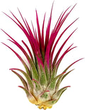ragnaroc Air Plants - Tillandsia Ionantha, Regular 2-3" - 1ct - Organically Enhanced Color - Live Arrival Guaranteed - House Plants for Home Decor & Gift, Miami Pink