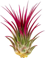 ragnaroc Air Plants - Tillandsia Ionantha, Regular 2-3" - 1ct - Organically Enhanced Color - Live Arrival Guaranteed - House Plants for Home Decor & Gift, Miami Pink