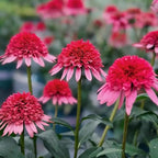 Echinacea Coneflower Seeds for Planting, 200+pcs Rare PerennialEchinacea Flower Seeds Plants, Non-GMO Heirloom Landscape Hardy Garden Colored Flowers for Outdoors