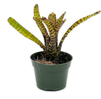 ragnaroc Live Plants – Bromeliad Neoregelia Tiger, 4-8" in 4" Pot - 1ct - Live Arrival Guaranteed - House Plants for Home Decor & Gift