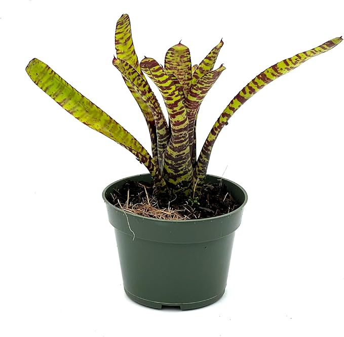 ragnaroc Live Plants – Bromeliad Neoregelia Tiger, 4-8" in 4" Pot - 1ct - Live Arrival Guaranteed - House Plants for Home Decor & Gift