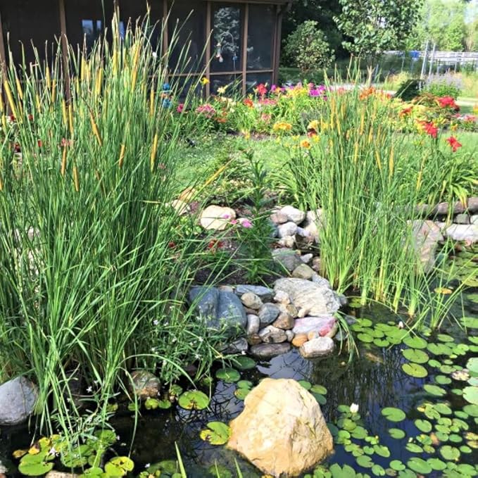 Chalily Graceful Cattail, a Great Live Pond Plant for Your Water Garden. Filters The koi and Goldfish Pond. Good for Bogs, Plant Shelf or Shallow Water This marginal Aquatic is a Real Beauty