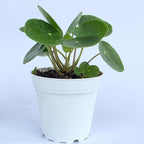 Chinese Money Plant Live (Pilea Peperomioides) | Available in 2.5 Inch & 4 Inch Nursery Pot or Add Our Geometric Self-Watering Planter | Air Purifying (Nursery Pot, 4 inch Pot)