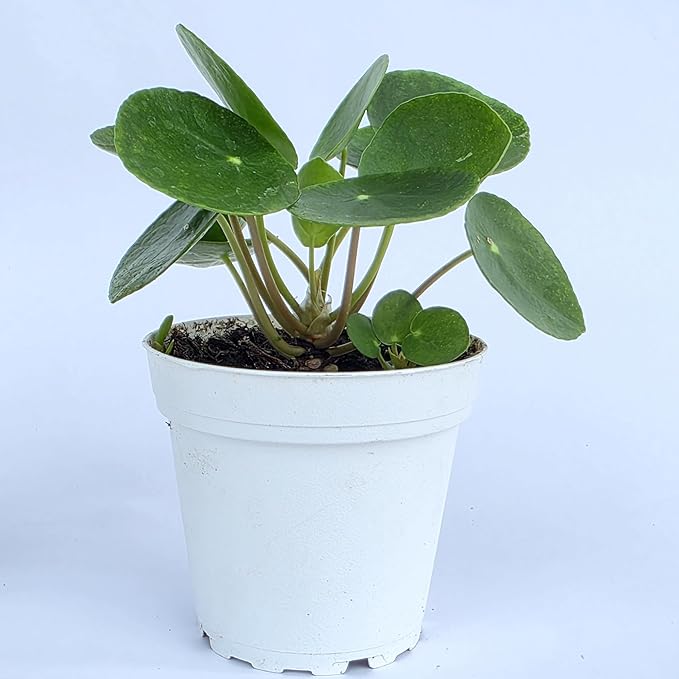 Chinese Money Plant Live (Pilea Peperomioides) | Available in 2.5 Inch & 4 Inch Nursery Pot or Add Our Geometric Self-Watering Planter | Air Purifying (Nursery Pot, 4 inch Pot)