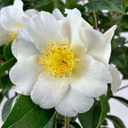 Blooming & Beautiful - Silver Waves Camellia - 3 Gal - Evergreen Shrub - Large White Blooms Yellow Centered - Zones 8-10 - Partial Sun - Camellia Japonica ‘Silver Waves’ - 3 Gallon Pot