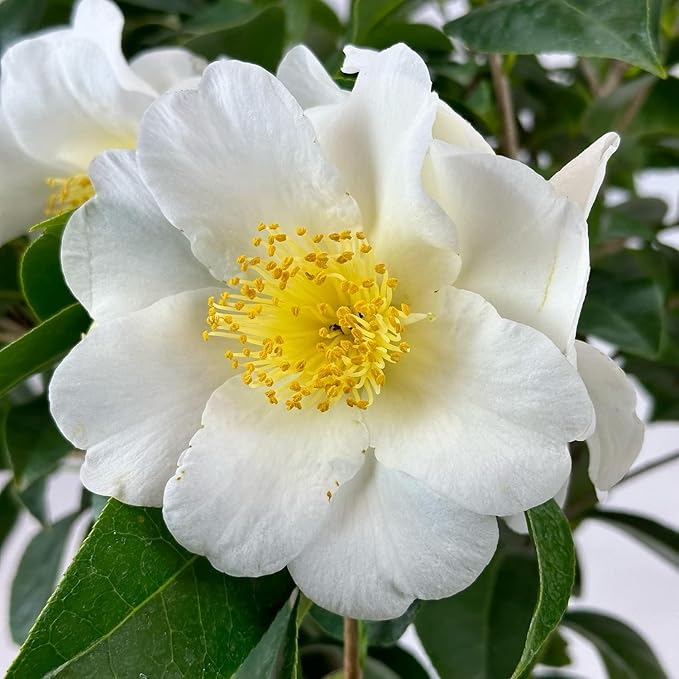 Blooming & Beautiful - Silver Waves Camellia - 3 Gal - Evergreen Shrub - Large White Blooms Yellow Centered - Zones 8-10 - Partial Sun - Camellia Japonica ‘Silver Waves’ - 3 Gallon Pot