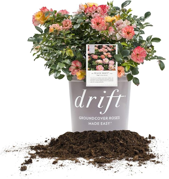 Peach Drift 3 Gallon