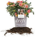 Peach Drift 3 Gallon