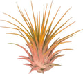 Rainbow Tillandsia Air Plant, Tillandsia Air Plant, Airplant, Air Purification, House Plant, Home Decor & Gift, Live Plant, Healthy Arrival Guarantee (Peach/Orange)