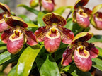 210+ Monkey Face Orchid Seeds (Dracula Simia) - Exotic Perennial Flower Seeds for Home Garden, Indoor and Outdoor Planting Unique Flowering Plants
