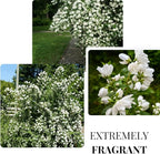 1 Year Old Philadelphus Mock Orange Bush Tree Live Plant, Very Fragrant, Cold Hardy, Dormant in Winter